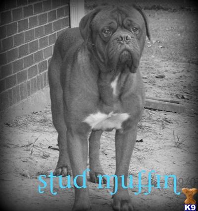 Dogue De Bordeaux Puppies for Sale