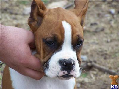 Boxer Puppies in TX