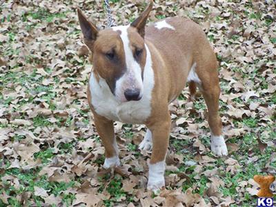 Dogs - Bull Terrier