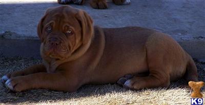 Dogue De Bordeaux Puppies for Sale