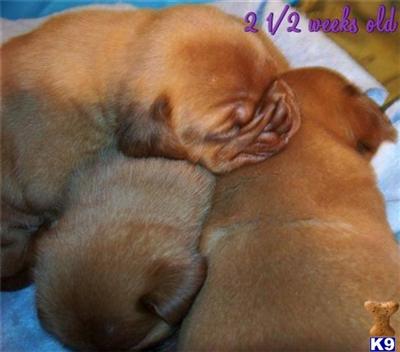 Dogue De Bordeaux Puppies for Sale