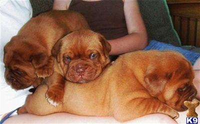 Dogue De Bordeaux Puppies for Sale
