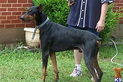 Doberman Pinscher Puppies in TX