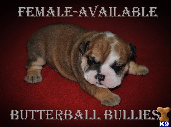 Puppies in Tulsa