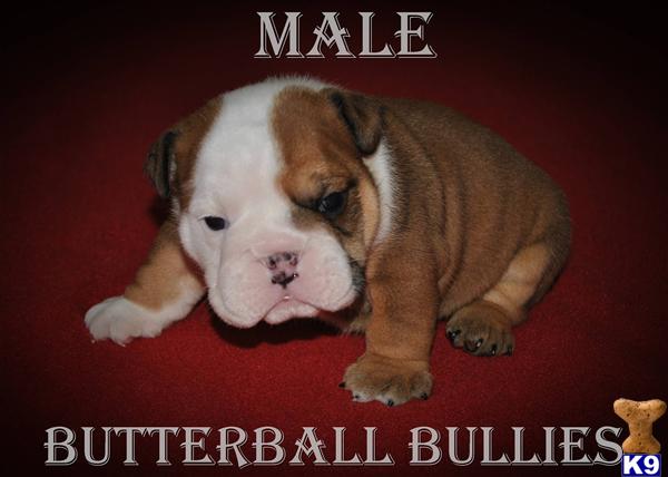 Puppies in Tulsa