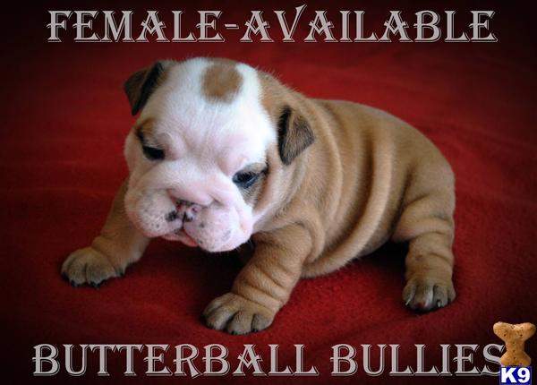 Puppies in Tulsa