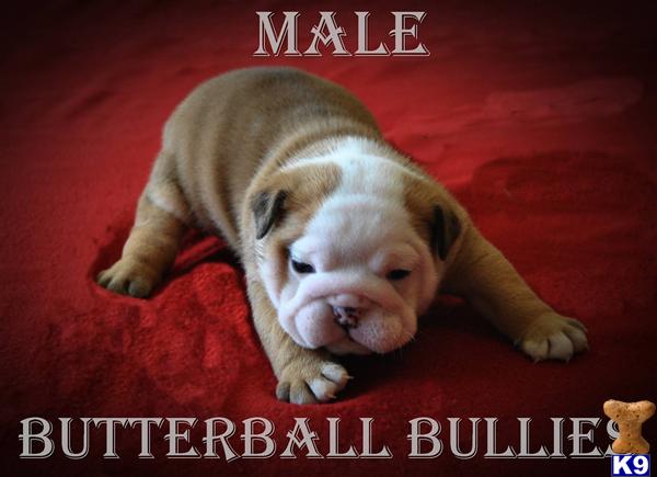 Puppies in Tulsa