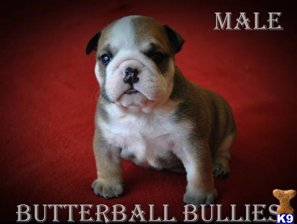 Puppies in Tulsa