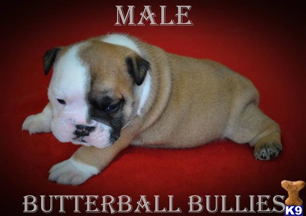 Puppies in Tulsa