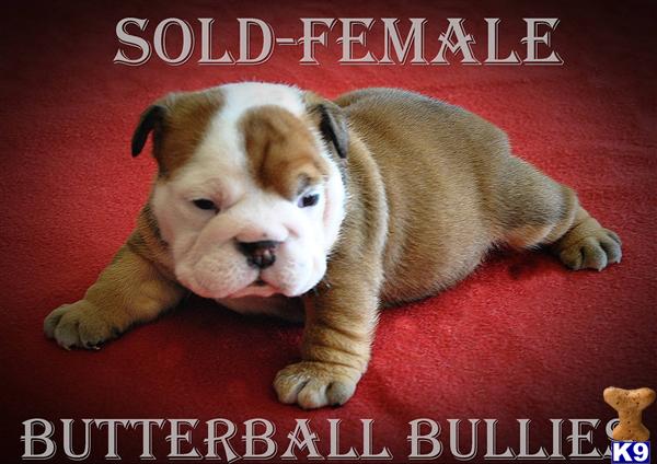 Puppies in Tulsa