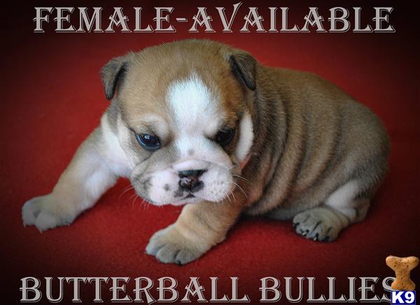 Puppies in Tulsa
