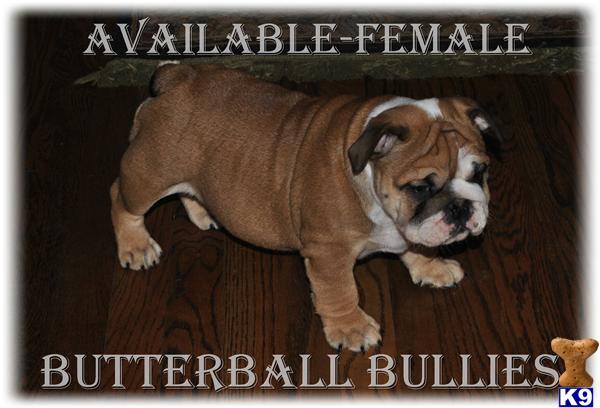 Puppies in Tulsa