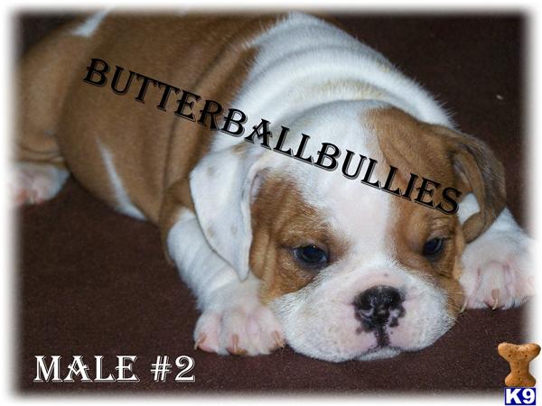 Puppies in Tulsa