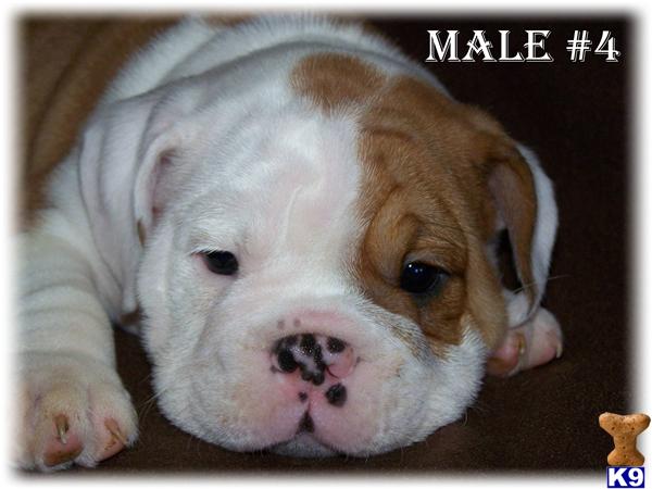 Puppies in Tulsa