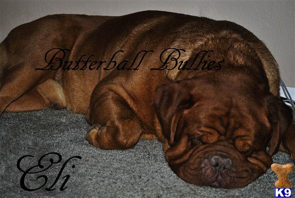 Stud Dogs - Dogue De Bordeaux