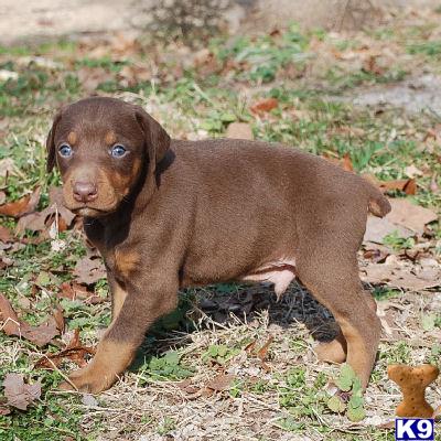 Missouri, for of puppies dandi Missouri, for of puppies dandi