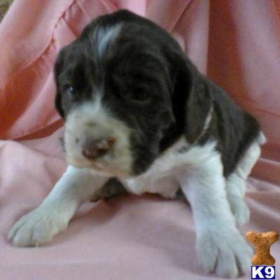 English Springer Spaniel Puppies