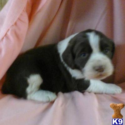 English Springer Spaniel Puppies