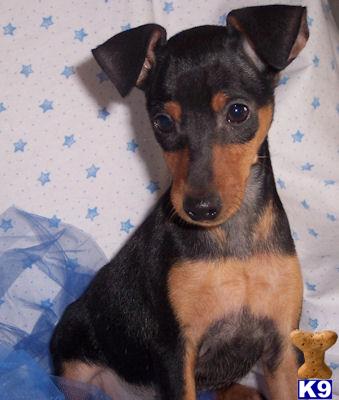 Miniature Pinscher Puppies
