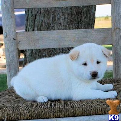 Shiba Inu Puppies