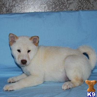 Shiba Inu Puppies