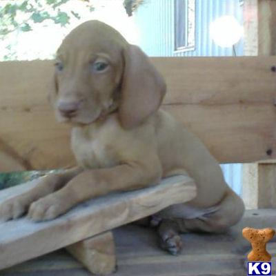 Vizsla Puppies