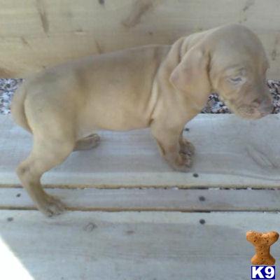 Vizsla Puppies