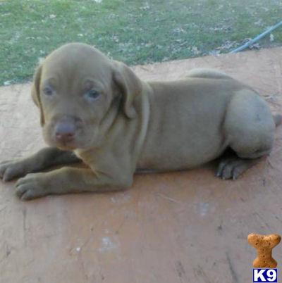 Vizsla Puppies