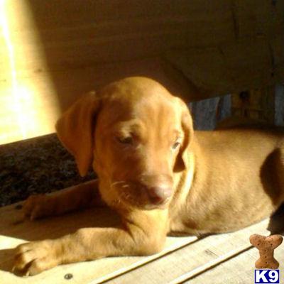 Vizsla Puppies