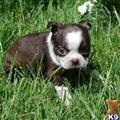 Boston Terrier