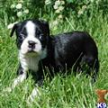 Boston Terrier