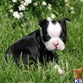 Boston Terrier