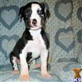 Great Dane