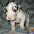 Great Dane