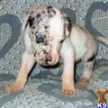 Great Dane