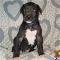 Great Dane