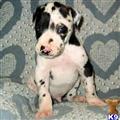 Great Dane