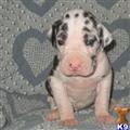 Great Dane