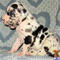 Great Dane