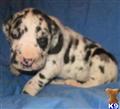 Great Dane