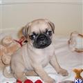 Pug