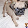 Pug