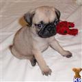 Pug