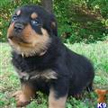 Rottweiler