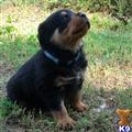 Rottweiler