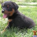 Rottweiler