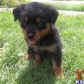 Rottweiler