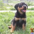 Rottweiler