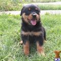 Rottweiler