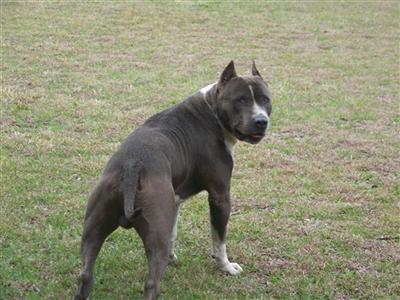 American Staffordshire Terrier Puppies for Sale